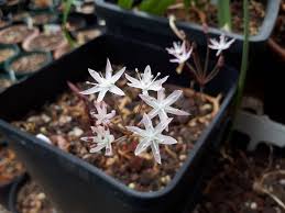 Image result for Cyrtanthus welwitschii