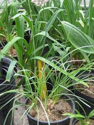 Image result for Tulbaghia alliacea