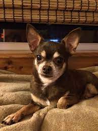 Ranger Chihuahua Dog Remedies Chihuahua Pomchi Puppies