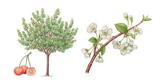 Encyclopedie Larousse En Ligne Cerisier Dessin Arbre Fruit