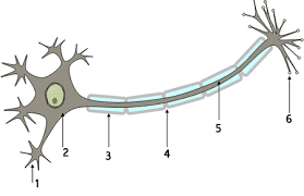 The cns consists of the brain and spinal. Nervous System Review 9 1 To 9 10