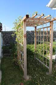 Building A Grape Arbor 20 Pergola Garden Backyard Trellis Backyard Pergola