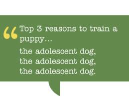 Maybe you would like to learn more about one of these? 3 Reasons To Train Your Puppy Ultimate Puppy Ultimate Puppy