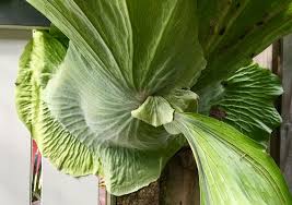 Maybe you would like to learn more about one of these? In The Garden This Week