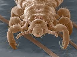 Image result for Dichilus