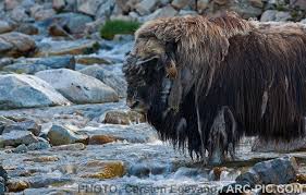 Greenland Thule Musk Ox Moskusokse Musk Ox Greenland Thule