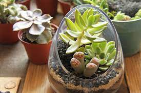 I was so satisfied with my purchase, that i ordered a 2 i emailed several questions and had responses back within a day. The Coolest Place To Buy Cacti In Toronto Terrarium Lithops Succulent Terrarium