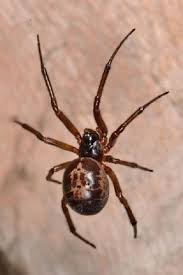 A lot of spiders may look similar. Dangerous Noble False Widow Spiders Are Spreading Across The Uk For The First Time Dangerous Noble False Spiders Spreading Widow Spider Spider Pet Spider