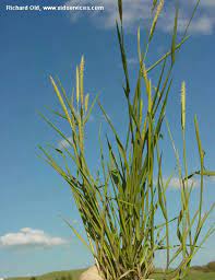 How to grow foxtail grass, foxtail millet, italian millet, bristle grass, pigeon grass & palmgrass. Washington State Noxious Weed Control Board