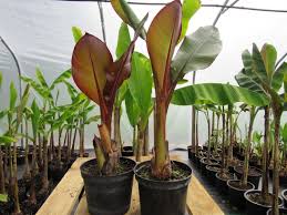 Image result for Ensete ventricosum