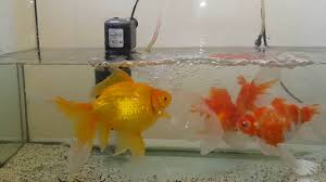 Türkiye'nin en iyi ve en sevilen pet shop sitesi juen pet market, sektöründe başarılı ve kendisini kanıtlamış bir sitedir. Japon Baliklarimin Son Hali Youtube