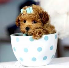 We are teacup puppies lovers and this website purpose is bringing together teacup breeders from all over united states and canada and the world. Teacup Cockapoo