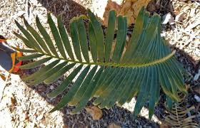 Image result for Encephalartos ngoyanus