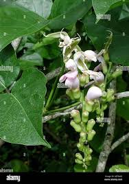 Image result for Canavalia cathartica