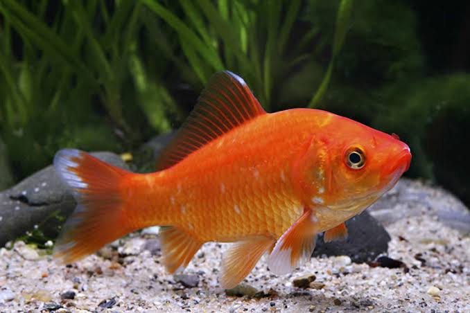Do Goldfish Sleep? How Goldfish Rest and Relax