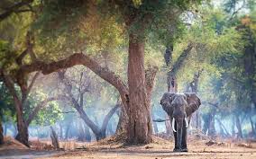 An Elephant Posing In Front Of The Blue Forest Of Mana Pools Zimbabwe Ig Exquisite Bbcearth Exquisiteearth Elephants Bluefo Blue Forest Elephant Forest