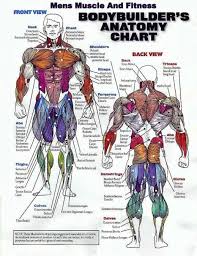 Muscle Group Workout Chart Cant Build Muscle Want To