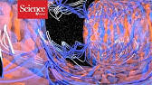 The site owner hides the web page description. Desmids The Symmetrical Algae That S Full Of Crystals Youtube