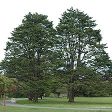 Image result for Cupressus macrocarpa