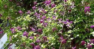 We did not find results for: Clematis Viticella Pictures And Information On Cultivars Biology Cultivation And Pruning