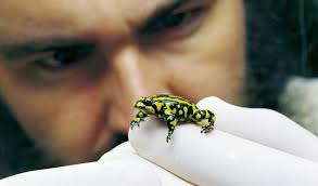 Hot frog bodies fight deadly infection