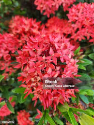 Image result for Ixora sp. A