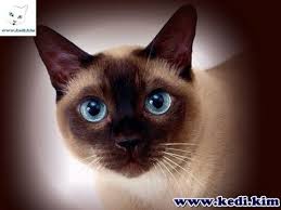 Kedi Dunyasi 0533 280 7997 Siyam Kedisi Siamese Kittens Siyam Kedileri