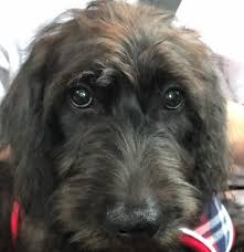 Their excellent nature can be trusted with children. 13 Irish Wolfhound Mix Breeds The Popular And Adorable Hybrid Dogs Petpress