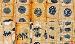 Some textbooks list five, breaking prophase into an early phase (called . Mitosis Lilach S Investigations