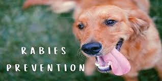 Image result for Rabies