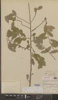 Image result for Phyllanthus beillei