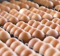Huevos Marrones Orgánicos: Uno de los Mayores Proveedores de ...
