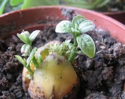 можно ли вырастить манго из косточки в домашних условиях Vyrashivanie Mango Iz Kostochki V Domashnih Usloviyah S Foto I Video Mango Rasteniya Sadovodstvo