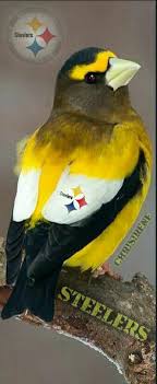 Bird On The Run Pittsburgh Pin By Karla Harris On Pittsburgh Steelers Animals Pet Birds Beautiful Birds