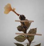 Image result for Barleria randii