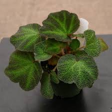 Image result for Begonia subscutata