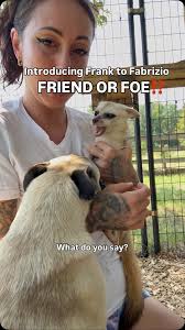 Animals Taste Freeze-Dried Shrimp for the First Time