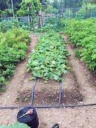 The Drip Irrigation System That Rocked My World Garden Irrigation System Garden Watering System Vegetable Garden Raised Beds