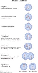 12if a diploid cell containing 28 chromosomes undergoes. The Cell Cycle Mitosis And Meiosis University Of Leicester