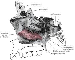 The nasal cavity consists of a respiratory region, which is lined with ciliated pseudostratified columnar epithelium interspersed with goblet cells, and an olfactory region, which is lined these fascicles then pass through the cribriform plate of the ethmoid bone and form the olfactory bulb within the forebrain. The Inferior Nasal Concha Human Anatomy