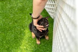 The crate becomes your dog's den, an ideal spot to snooze or take refuge during a thunderstorm. What S A Good Alternative To A Dog Crate 3 Options With Examples