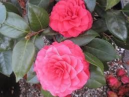 Nuccio S Bella Rossa Camellia Japonica Austin Rose