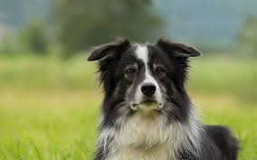 Ce chien de taille moyenne est à la fois agile, élégant et résistant. Le Chien Gardien De Troupeau Le Border Collie Le Patou Dossier