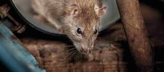 Quality control in food processing. Pest Control Poole Bournemouth Rats Mice Wasps Tp Pest Control