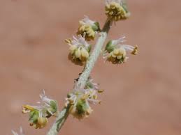 Image result for Caylusea