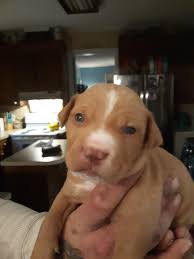 We follow ethical and responsible breeding methods to deliver supremely healthy and beautiful puppies for sale. American Pit Bull Terrier Puppies For Sale Angier Nc 320497