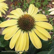 Check spelling or type a new query. Echinacea Big Sky Sunrise