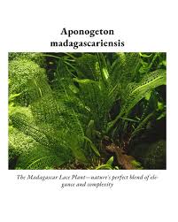 Image result for Nesogenes madagascariensis