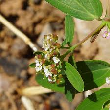 Image result for Euphorbia hypericifolia