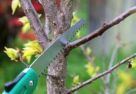 Trees are known to grow indefinitely, that is, they do not have any definite height that they could reach which means that they grow throughout their lifetime pruning helps to keep trees strong, neat, and attractive at all times. How To Prune A Tree Diyer S Guide Bob Vila